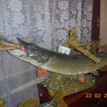 Чучела Рыбные(натуральные, ручная работа), в Волгограде
