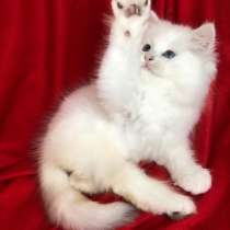 Британский длинношёрстный, в Москве