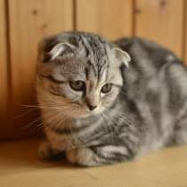 Шотландская вислоухая девочка-котенок, в Санкт-Петербурге