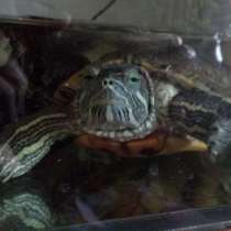 Потерялась красноухая черепаха, в Санкт-Петербурге