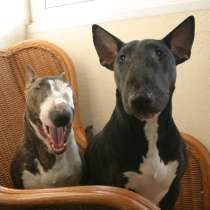 Standard Bullterrier. Female, в Санкт-Петербурге