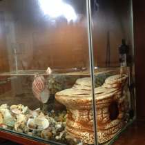 Аквариум, размер 50х25х40, с ракушками и краснаухой черепахо, в Владикавказе