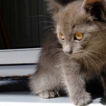 Котенку нужен дом и любящий хозяин, в Владикавказе