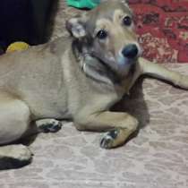 Помогите пристроить собаку в добрые руки, в Новосибирске