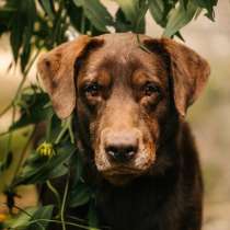 Метис лабрадора Валико ищет дом, в Москве