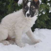 Семь замечательных щеночков ищут дом, в Москве