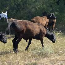 Мясо Баранина-ягнятина, в Волгограде