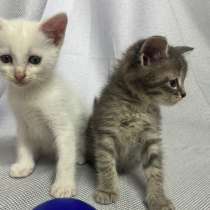 Котятки мышеловы, в Кулебаках