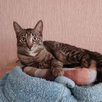 Ищет дом умный, спокойный котёнок-философ, в Санкт-Петербурге