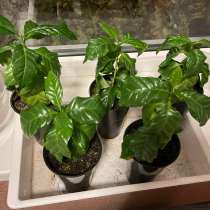 Саженцы кофе, в Белгороде