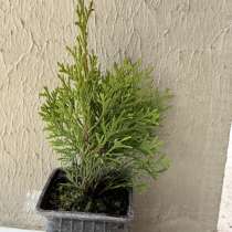 Туя смарагд в р9, в Белгороде