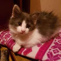 Сибирская красавица -мышеловка, в Санкт-Петербурге