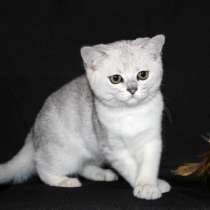 Британцы в песцовых шубках, в Москве