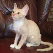 Изысканность манер и кроткий нрав Клубничный Зефир) Неаллерг, в Москве