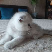Голубоглазые котята, в Ростове-на-Дону