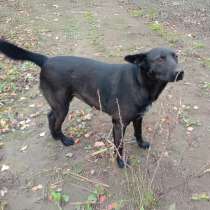 Прекрасная собака-охранница Бэтта в дар, в г.Гомель