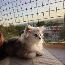 Котята, в г.Бендеры