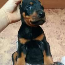 Доберман, в Уссурийске