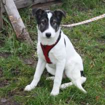 Ласковая малышка Панда в поисках своей семьи, в Москве
