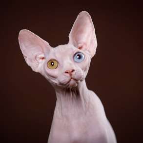 Эльф, бамбино, двэльф или сфинкс-станет Вашим любимчиком!, в Нижнем Новгороде