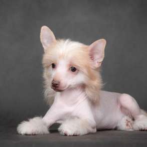 Китайская хохлатая щенок, в Москве