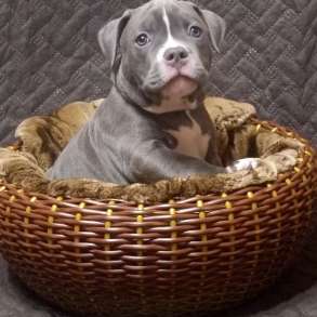 Американский булли, в Екатеринбурге