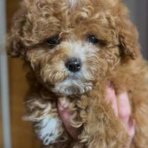 Maltipoo. Boys and girls, в г.Берлин