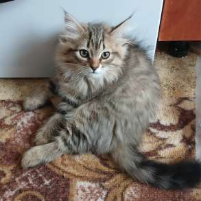 Сибирские котята, в г.Бендеры