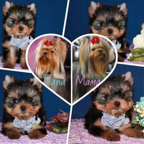 Маленькая девочка Йоркширского терьера, в Москве