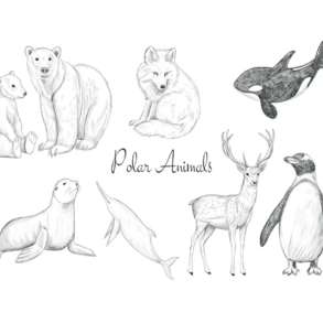 Полярные животные, на английском и русском языках, в Санкт-Петербурге