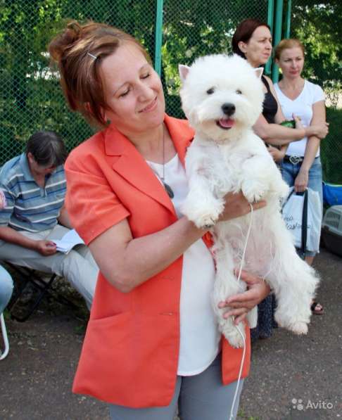 Продам щенков Веста в Красноярске фото 8