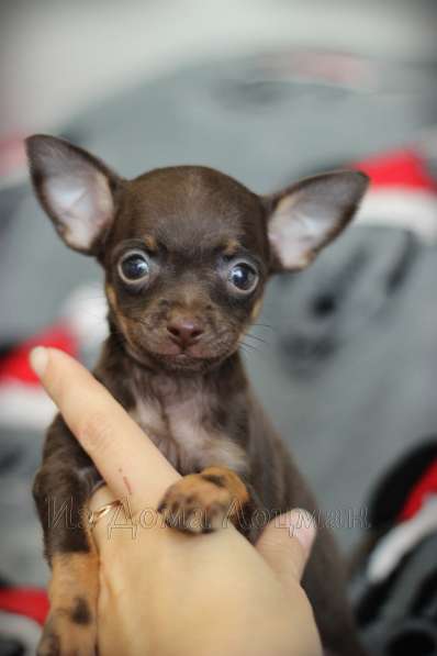 Щенки Русский Той в Иркутске фото 26