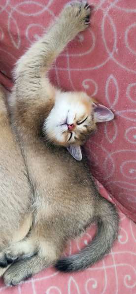Котята британские короткошерстные золотые шиншиллы в фото 11