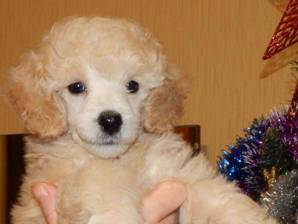 Poodle. Apricot and white boy's в фото 4