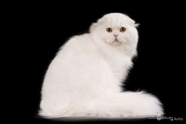 Котенок - счастье в дом в Санкт-Петербурге фото 4