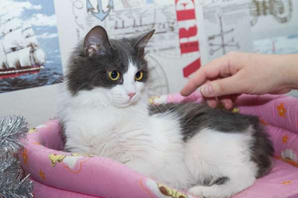 Котенок волшебной красоты в Санкт-Петербурге фото 15