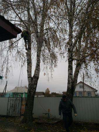 Спилить дерево, услуги по спилу опасного дерева, кронирование в Белгороде
