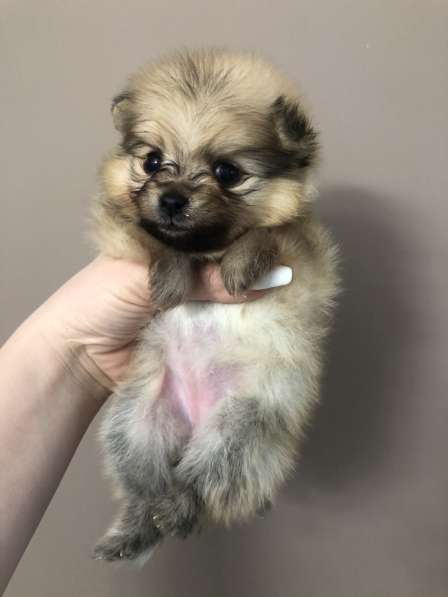 Щенки шпица в фото 14