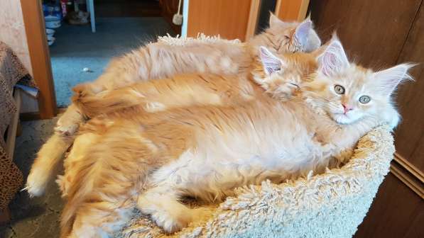 Продаётся красная девочка мейн-кун в Санкт-Петербурге фото 50