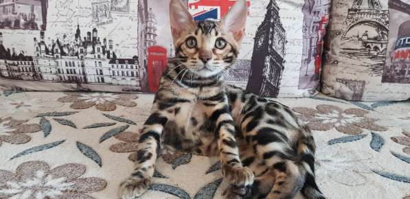 Продается бенгальский котик