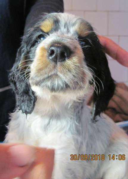 English cocker spaniel в Брянске фото 9