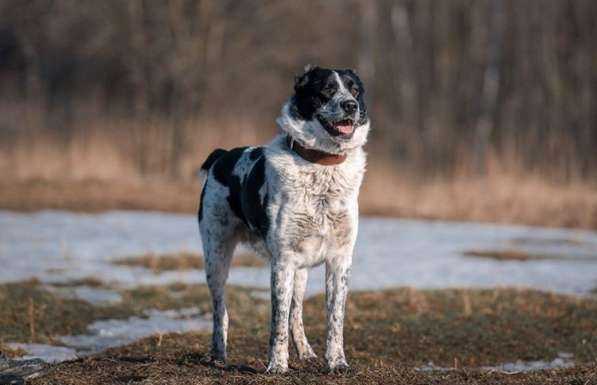 Санжар - конопатый алабай в дар в Москве фото 4