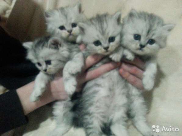 Котята персов серебристой шиншиллы