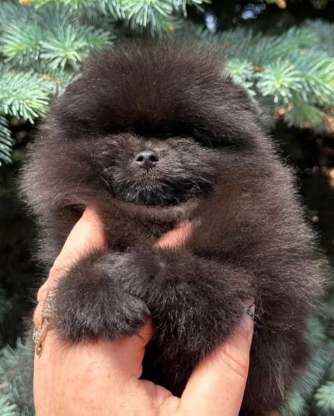 Померанский шпиц. Black в фото 6