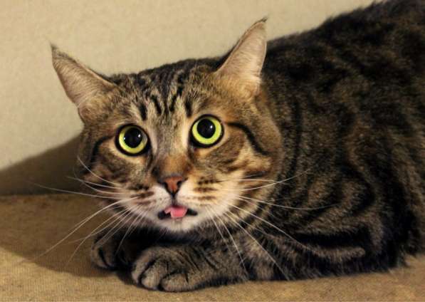 Скоро ли Стенли встретит своего хозяина