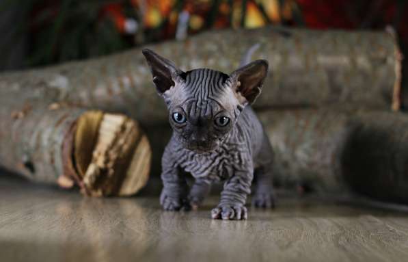 Эксклюзивный мальчик бамбино редчайшей породы в мире, кошка в фото 3