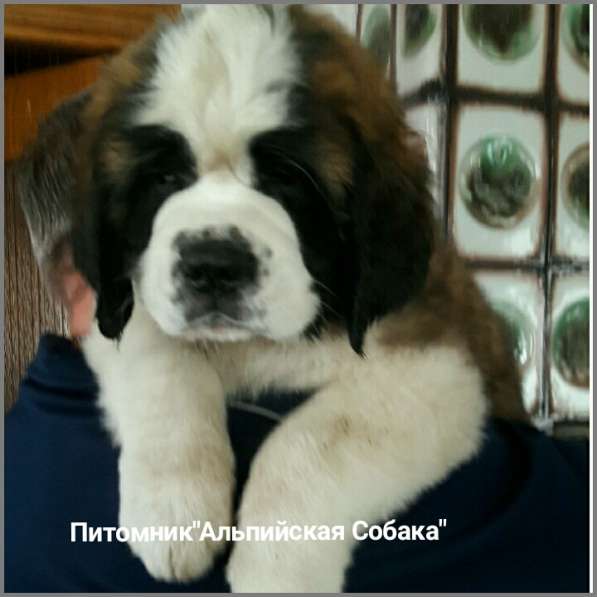 Щенки сенбернара в фото 80