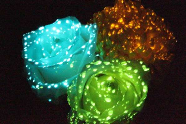 Светящиеся краски для живых цветов в Калининграде фото 4