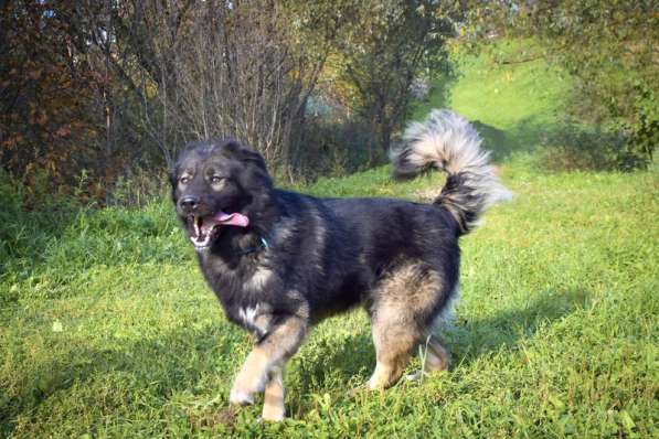 Шикарный леонбергер Бруно в дар в Москве фото 5