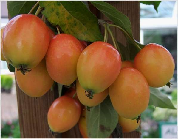 Саженцы райской яблони сортовые в фото 4